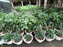 -天怡·鱼工厂(梅溪湖店)
