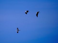 -野鸭湖国家湿地公园