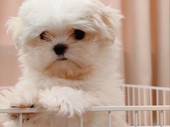 -翊宠yipet猫狗购宠庄园犬舍•猫舍