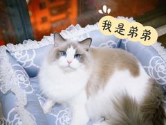 -柏萃动物医院·骨科·牙科