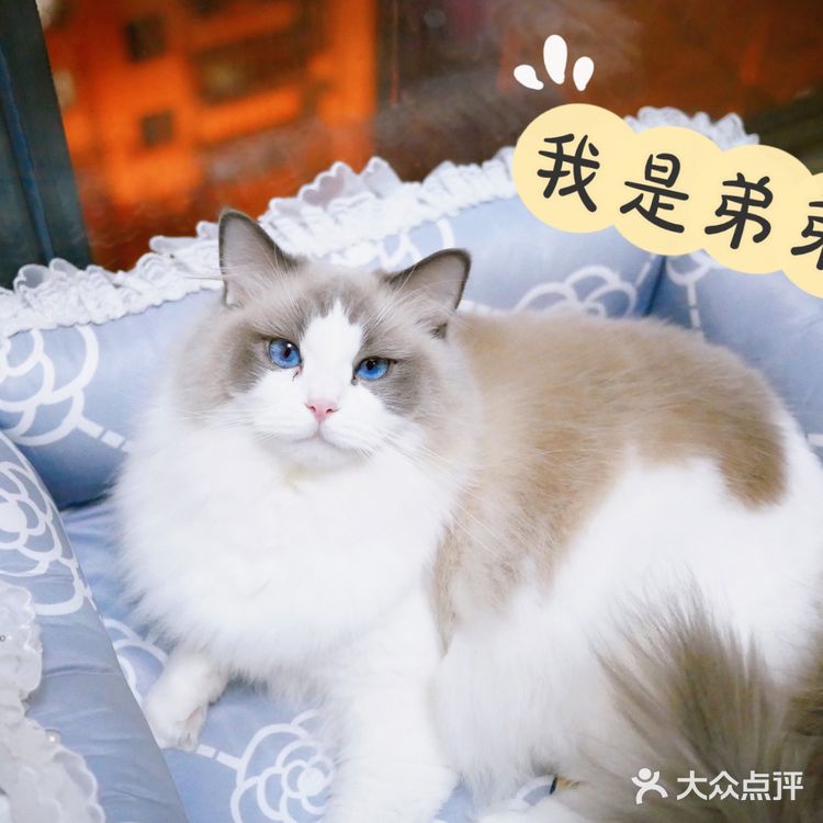 上海猫咪口腔外科医院推荐：认准徐冬嫣和周珞平医生