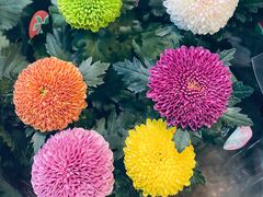 -双季花艺园艺市场(浦东店)