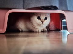 -小猫来了·猫舍(红山六九七九店)