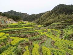 -灵山景区梯田