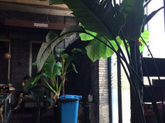 iphone_upload_pic-苹果树下艺术餐厅(宋庄店)