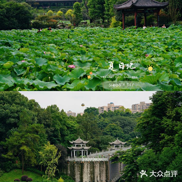 华岩寺的荷花开了