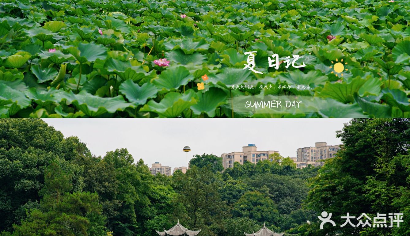 华岩寺的荷花开了