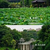 华岩寺的荷花开了