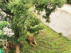 -石家庄市动物园