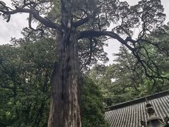 -青岛崂山太清宫