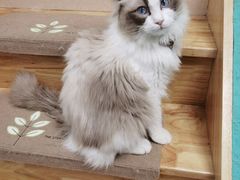 -猫在这儿猫咪咖啡馆·撸猫馆
