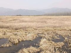 -野鸭湖国家湿地公园