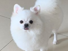 -帕帕拉兹宠物(亚洲旗舰店)