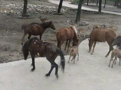 -野生动物园-停车场