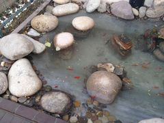-枫花园汽车电影院(朝阳公园店)