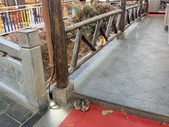 -小小饭店·休闲农庄·安吉松树林里的农家菜