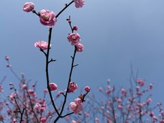 -香雪海
