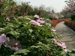 -洛阳市隋唐城遗址植物园