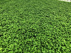 -黑龙江省森林植物园