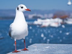-海埂大坝