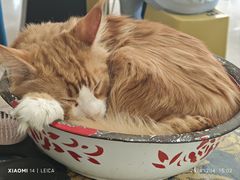 -平行世界·猫咖(首经贸店)