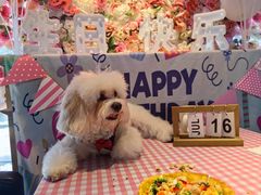 -百好乐宠物友好餐厅(朝外大街店)