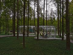 -黄海国家森林公园