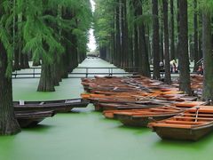 -渌洋湖湿地公园