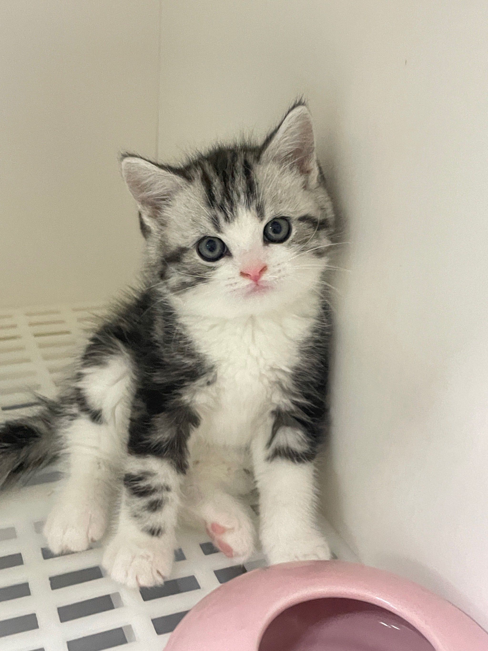 "避雷"美短75美短起司虎斑真的不推荐家养75