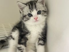 -lincat·猫舍(广州店)