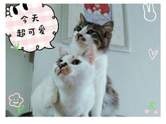 -瑞派名望志远动物医院·猫科·內科·异宠专科(直港大道店)