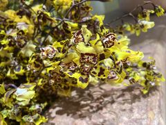 -BEAST野兽派(上海浦东嘉里城店)