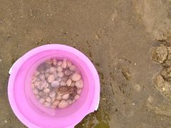 -东疆理想海岸沙滩景区
