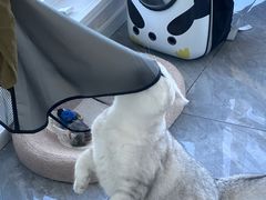 -爱洗澡的猫(望京店)
