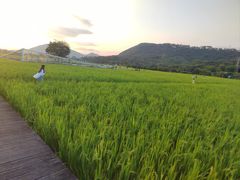 -艾米稻香小镇