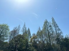 -上海滨江森林公园