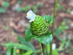 -中国科学院西双版纳热带植物园