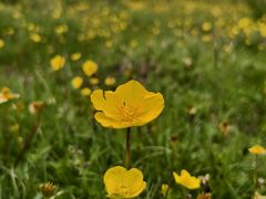 -草原三宝汤锅