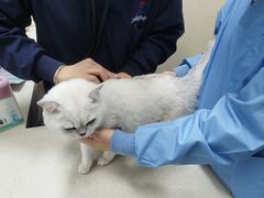 -顺强宠物诊所·狂犬免疫·夜诊·骨科(嘉定店)