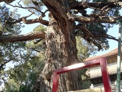 景点-孔庙和国子监博物馆