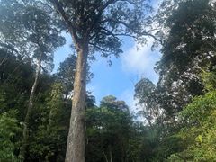 -海南热带雨林国家公园吊罗山景区