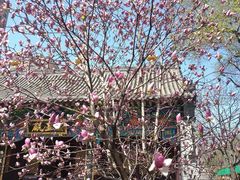 -护国法轮寺