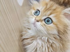 -屋虎猫馆(宝安大仟里店)
