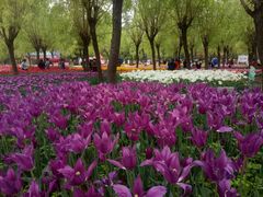 -洛阳郁金香牡丹园