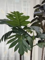 -HEYAN荷妍专业脱毛连锁机构
