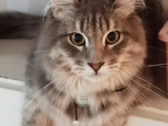 -楼上猫咖(罗湖店)