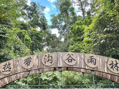 -西双版纳原始森林公园