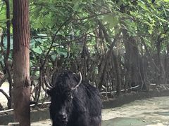 -深圳野生动物园