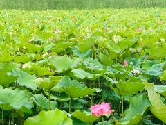 -野鸭湖国家湿地公园