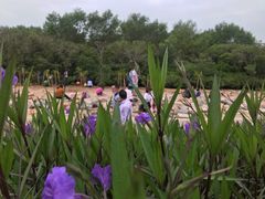 -宝安西湾红树林湿地公园